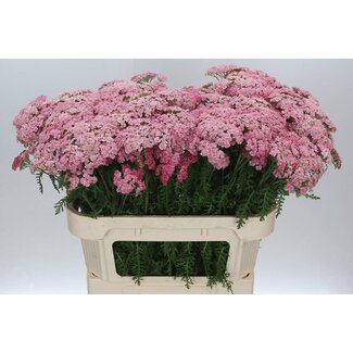 Freshy Achillea Millefolium “Doutze” | Farbe: Rosa | Länge ± 75 centimeter | Pro 20 Stiele frische Blumen