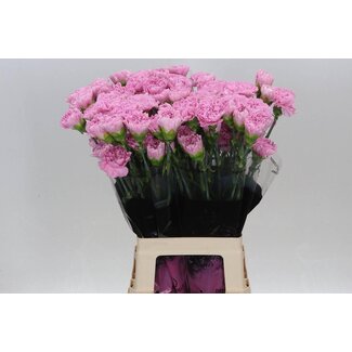Freshy Lange Nelke “Clearwater” | Farbe: Lila | Länge ± 70 centimeter | Pro 20 frische Blumen