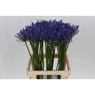 Freshy Agapanthus “Uri” | Couleur: Bleu | Longueur ± 70 centimeter | Par 10 tiges de fleurs fraîches