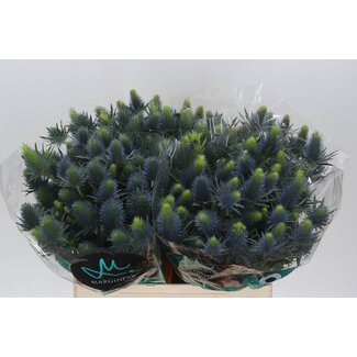 Freshy Eryngium “Supernova Questar” | Couleur: Violet | Longueur ± 60 centimeter | Par 10 tiges de fleurs fraîches