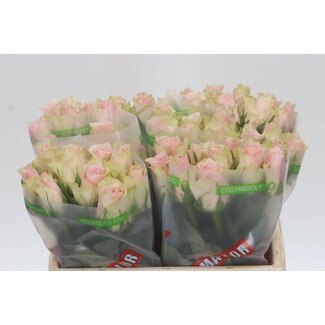 Freshy Roses “Pink Athena” | Couleur: rose | Longueur ± 35 centimeter | Par 20 roses