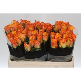 Freshy Rosen “Marie-Claire” | Farbe: Gelb Orange | Länge ± 50 centimeter | Pro 10 Rosen