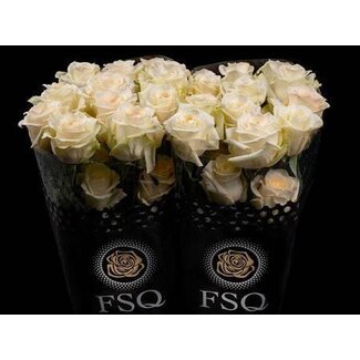 Freshy Roses à grandes fleurs “Candlelight” | Couleur: Jaune | Longueur ± 60 centimeter | Origine Équateur | Par 20 roses