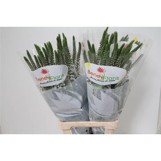 Freshy Lysimachia “Moonlight” | Farbe: Weiß | Länge ± 80 centimeter | Pro 25 Stiele frische Blumen