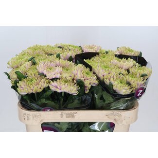 Freshy Plüschchrysant Chrysanthemum “Rossano Charlotte” | Kleur: Rosa | Länge ± 70 centimeter | Pro 10 Stiele frische Blumen