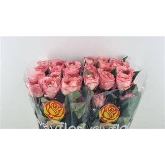 Freshy Rosen “Manderin Xpression” | Farbe: Rosa | Länge ± 50 centimeter | Pro 25 Rosen
