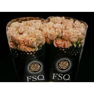 Freshy Trosrose “Sahara Sensation” | Farbe: Rosa Gelb | Länge ± 50 centimeter | Pro 20 frische Blumen