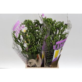 Freshy Freesia à fleur simple “Delta River” | Couleur: Violet | Longueur ± 54 centimeter | Par 50 fleurs fraîches