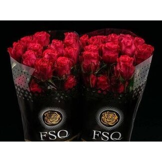 Freshy Großblütige Rose “Brave” | Farbe: Rot | Länge ± 50 centimeter | Herkunft Ecuador | Pro 20 Rosen