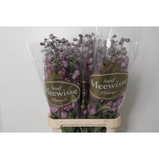 Freshy Delphinium Elatum “Dewi Hercules” | Farbe: Lila | Länge ± 100 centimeter | Pro 10 Stielen frische Blumen