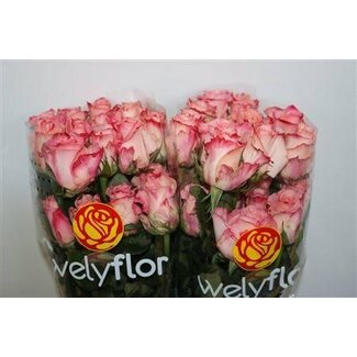 Freshy Rozen “Rosalyn” | Kleur: Roze | Lengte ± 50 centimeter | Per 25 rozen