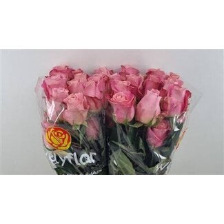 Freshy Roses “Hermosa” | Couleur: Rose | Longueur ± 50 centimeter | Par 25 roses