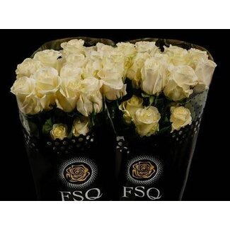 Freshy Rose à grandes fleurs “First Lady” | Couleur: Blanc | Longueur ± 50 centimeter | Origine Ecuador | Par 20 rozen