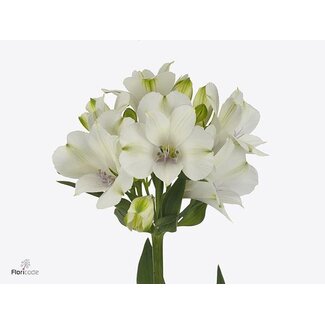 Freshy Alstroemeria “Annabelle” | Farbe: Weiß | Länge ± 75 centimeter | Pro 10 Stiele frische Blumen