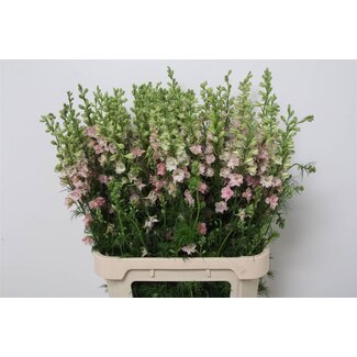 Freshy Consolida Ridiga “Q Light Pink” | Farbe: Rosa | Länge ± 90 centimeter | Pro 10 Stiele frische Blumen