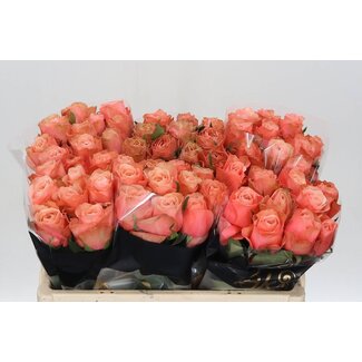 Freshy Roses “Kahala” | Couleur: Rose | Longueur ± 50 centimeter | Par 10 roses