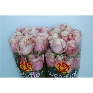 Freshy Rosen “Secret Garden” | Farbe: Rosa | Länge ± 70 centimeter | Pro 25 Rosen