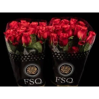 Freshy Rose à grandes fleurs “Bromo” | Couleur: Rouge | Longueur ± 50 centimètre | Origine Équateur | Par 20 roses