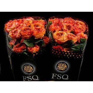 Freshy Rose à grandes fleurs “El Fuego” | Couleur: Rose Orange | Longueur ± 50 centimeter | Origine Équateur | Par 20 roses