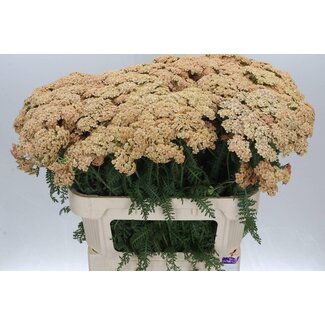 Freshy Achillea Millefolium “Molly” | Couleur: Rose | Longueur ± 75 centimeter | Par 20 tiges de fleurs fraîches