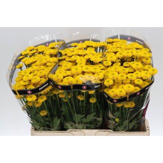 Freshy Chrysanthème Chrysant Santini “Aurinko” | Couleur: Jaune | Longueur ± 55 centimeter | Par 25 tiges de fleurs fraîches