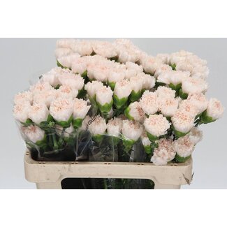Freshy Œillet court “Brut” | Couleur: Rose | Longueur ± 55 centimeter | Par 20 fleurs fraîches
