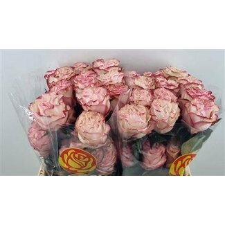 Freshy Roses “Country Candy” | Couleur: Rose | Longueur ± 50 centimeter | Par 25 roses