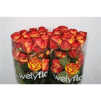Freshy Roses “High & Magic” | Couleur: Jaune Rouge | Longueur ± 60 centimeter | Par 25 roses