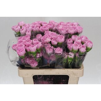 Freshy Oeillet Court “Deep Faith” | Couleur: Rose Violet | Longueur ± 55 centimeter | Par 20 fleurs fraîches