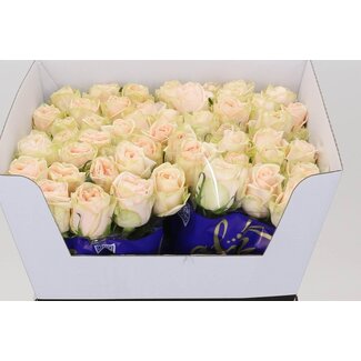 Freshy Rosen “Wedding” | Kleur: Wit | Länge ± 60 centimeter | Pro 10 rozen