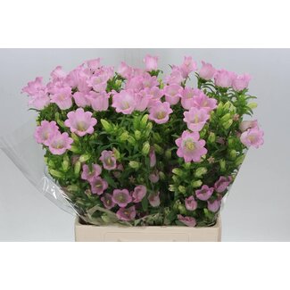 Freshy Campanula Medium “Champion Pink” | Couleur: Violet | Longueur ± 70 centimètre | Par 10 fleurs fraîches