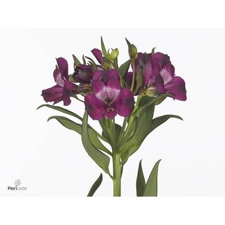 Freshy Alstroemère “Morado” | Couleur: Violet | Longueur ± 75 centimeter | Par 10 tiges de fleurs fraîches