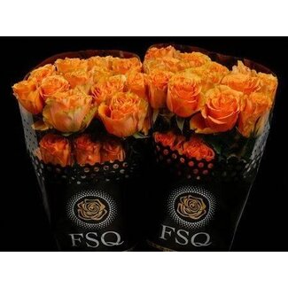 Freshy Grootbloemige Roos “Peach X-pression” | Kleur: Geel Oranje | Lengte ± 50 centimeter | Herkomst Ecuador | Per 20 rozen