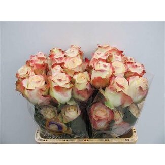 Freshy Roses “Aubade” | Couleur: Rouge Blanc | Longueur ± 50 centimeter | Par 25 roses