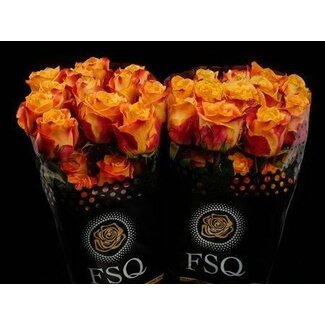 Freshy Rose à grandes fleurs “Silantoi” XL | Couleur: Orange | Longueur ± 50 centimeter | Origine Équateur | Par 20 roses