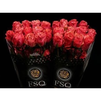 Freshy Großblütige Rose “Hot Carpe Diem” | Farbe: Rosa | Länge ± 50 centimeter | Herkunft Ecuador | Pro 20 Rosen