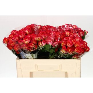 Freshy Rose spray “Summer Dance” | Couleur: Rouge | Longueur ± 50 centimeter | Par 10 fleurs fraîches