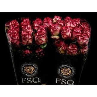 Freshy Rose à grandes fleurs “Absurda” | Couleur: Rose | Longueur ± 50 centimeter | Origine Ecuador | Par 20 roses