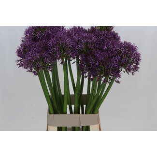 Freshy Allium Sierui “Atlas” | Couleur: Violet | Longueur ± 75 centimeter | Par 10 tiges de fleurs fraîches