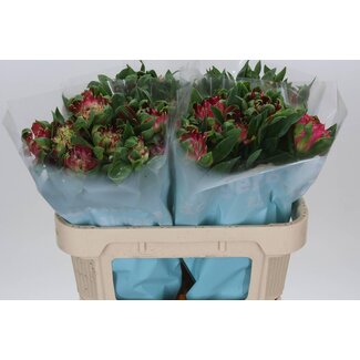 Freshy Alstroemeria “Sofiena” | Couleur: Rose | Longueur ± 70 centimètre | Par 10 tiges de fleurs fraîches