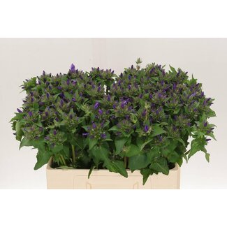 Freshy Campanula Glomerata “Superba” | Couleur: Violet | Longueur ± 55 centimeter | Par 50 fleurs fraîches