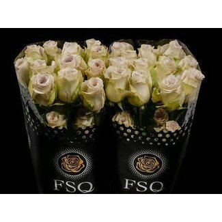 Freshy Rose à grandes fleurs “Early Grey” | Couleur: Gris | Longueur ± 50 centimètre | Origine Équateur | Par 20 roses