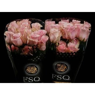 Freshy Rose à grandes fleurs “Titanic” | Couleur: Rose | Longueur ± 50 centimètre | Origine Équateur | Par 20 roses