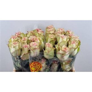Freshy Rosen “Crazy Diamond” | Farbe: Rosa Weiß | Länge ± 60 centimeter | Pro 25 Rosen