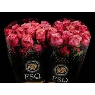 Freshy Großblütige Rose “Art Rose” | Farbe: Rosa | Länge ± 50 centimeter | Herkunft Ecuador | Pro 20 Rosen