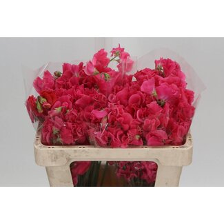 Freshy Lathyrus Parfum “Corail” | Couleur: Rose | Longueur ± 50 centimeter | Par 50 tiges de fleurs fraîches