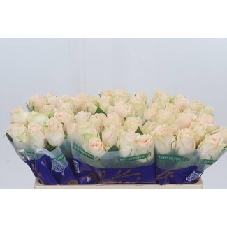 Freshy Rozen “Wedding” | Kleur: Wit | Lengte ± 50 centimeter | Per 10 rozen