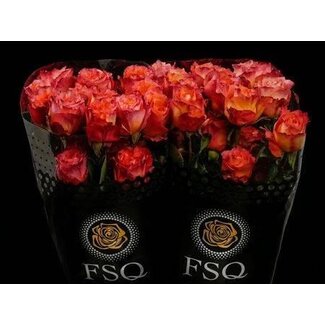 Freshy Großblütige Rose “Free Spirit” | Farbe: Rot | Länge ± 70 centimeter | Herkunft Ecuador | Pro 20 Rosen