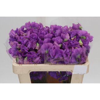 Freshy Lathyrus “Winter Sunshine Mauve” | Farbe: Lila | Länge ± 50 centimeter | Pro 50 Stiele frische Blumen
