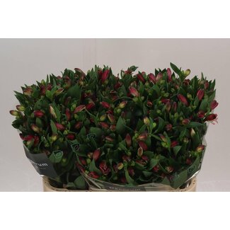 Freshy Alstroemeria “Bikini” | Kleur: Rose | Lengte ± 75 centimeter | Per 10 stelen verse bloemen